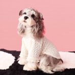 white dog sweater