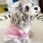 Small dog sweater with designs