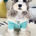 Small dog sweater with designs