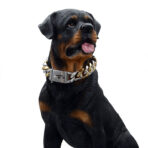 gold collar for dogs