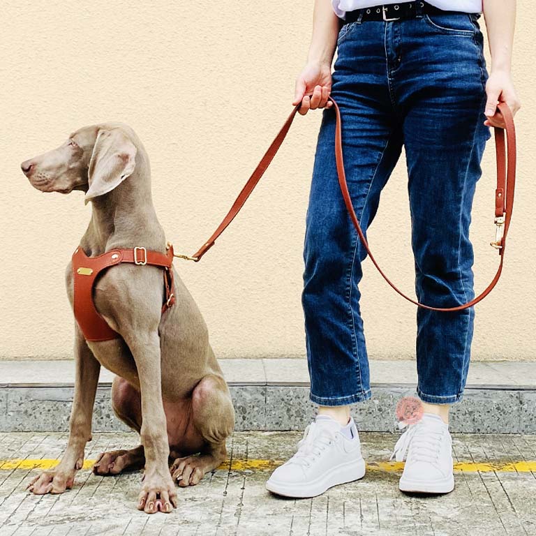 large leather dog harness