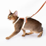 leather cat harness