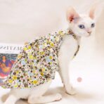 sphynx cat apparel