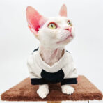sphynx cat sweater (12)