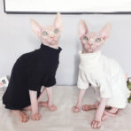 sphynx cat with clothes