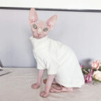 sphynx cat with clothes